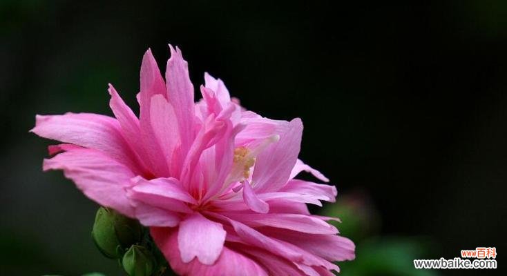 木槿花的美丽与象征 木槿花的花语和寓意