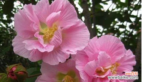 木槿花的美丽与象征 木槿花的花语和寓意