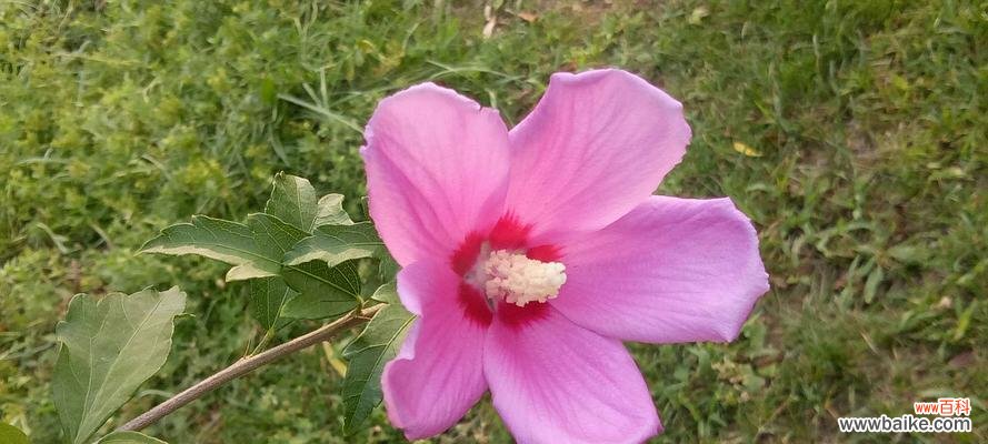 探秘木槿花的浪漫花语 木槿花的花语与寓意