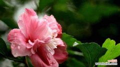 木槿花的传递爱情与美丽 木槿花的花语和象征意义解析