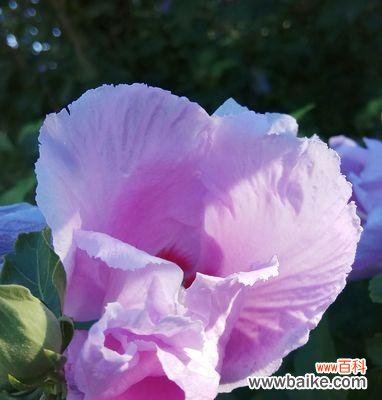 木槿花的象征意义及传递的美好祝愿 木槿花花语