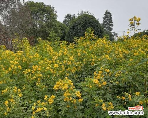 探究黄金槐在风水中的意义与摆放要点 以黄金槐的风水寓意和摆放位置