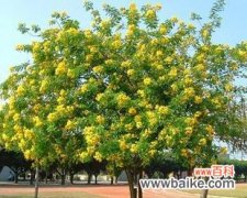 探究黄金槐在风水中的意义与摆放要点 以黄金槐的风水寓意和摆放位置