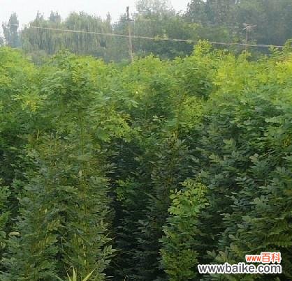 探究黄金槐在风水中的意义与摆放要点 以黄金槐的风水寓意和摆放位置