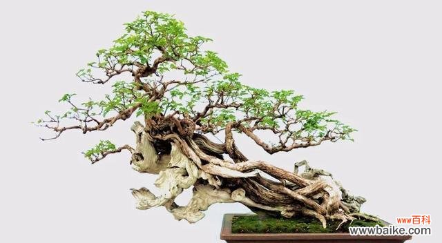 探寻黄荆盆景的吉祥之道 以黄荆盆景的风水寓意与摆放位置