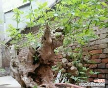 探寻黄荆盆景的吉祥之道 以黄荆盆景的风水寓意与摆放位置