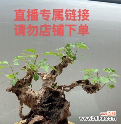 探究黄荆树作为盆景的风水意义及其影响力 以黄荆树的风水作用黄荆盆景的风水寓意