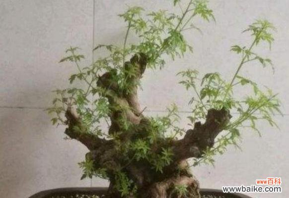 探究黄荆树作为盆景的风水意义及其影响力 以黄荆树的风水作用黄荆盆景的风水寓意