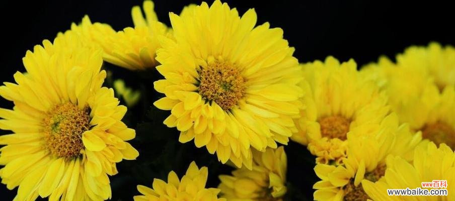 以美丽的黄菊花传递坚韧不拔和希望的力量 黄菊花的花语——坚强与希望