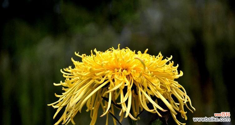 以美丽的黄菊花传递坚韧不拔和希望的力量 黄菊花的花语——坚强与希望