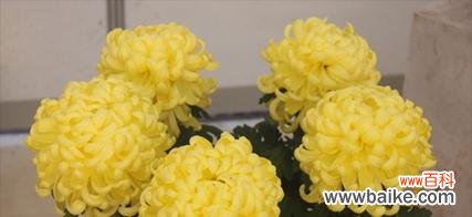 以美丽的黄菊花传递坚韧不拔和希望的力量 黄菊花的花语——坚强与希望