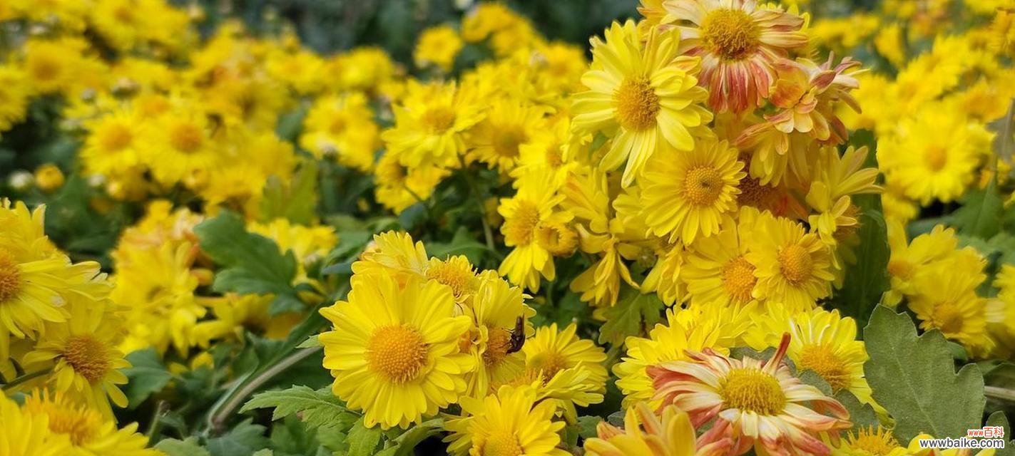 揭秘黄菊花所代表的象征意义 黄菊花花语的意义