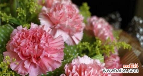 香气宜人的黄康乃馨 黄康乃馨的花语-黄色代表的爱与祝福