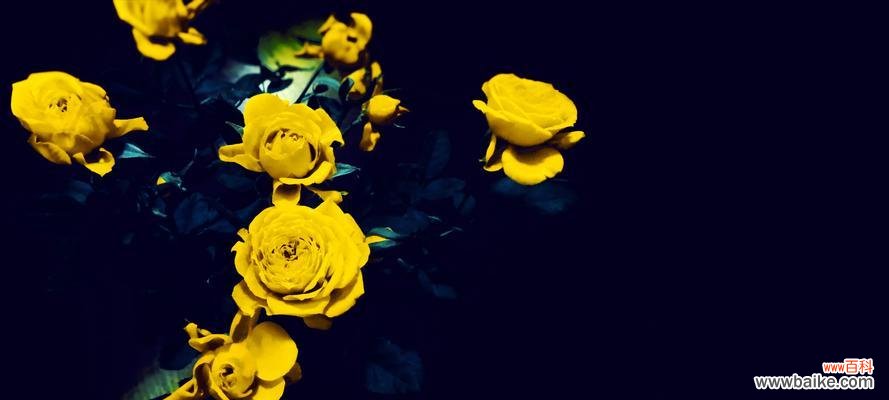 传递温暖与友谊的花朵 黄玫瑰花语浅析