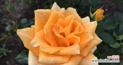 以黄玫瑰为媒 黄玫瑰花语