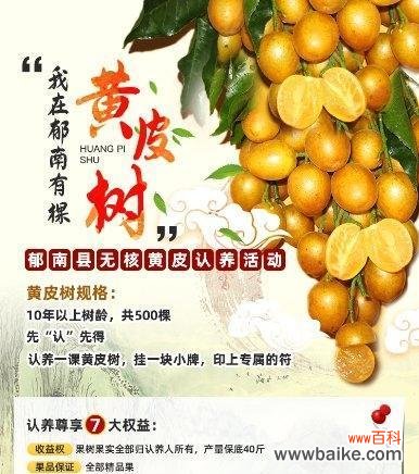 探讨黄皮果树在风水学中的吉祥象征和合适摆放位置 黄皮果树的风水寓意与摆放位置