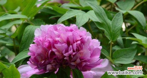 探寻黄牡丹花背后的深刻内涵 黄牡丹花的象征意义与寓意