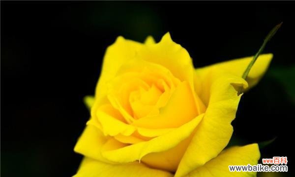 黄色月季花的象征和意义 以黄色月季花代表什么意思