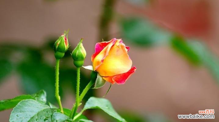 黄色月季花的象征和意义 以黄色月季花代表什么意思