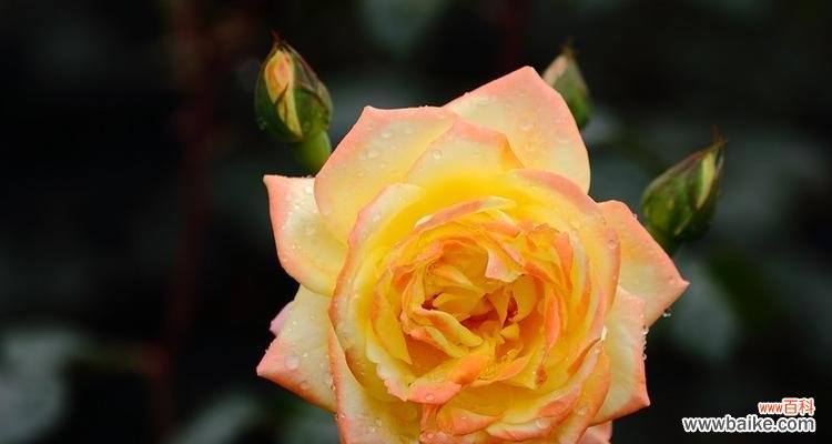 黄色月季花的象征和意义 以黄色月季花代表什么意思