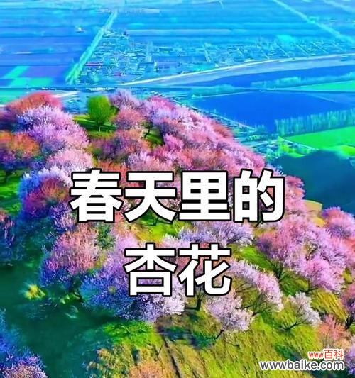 杏色花在约会中代表什么?送杏色花的寓意是什么?