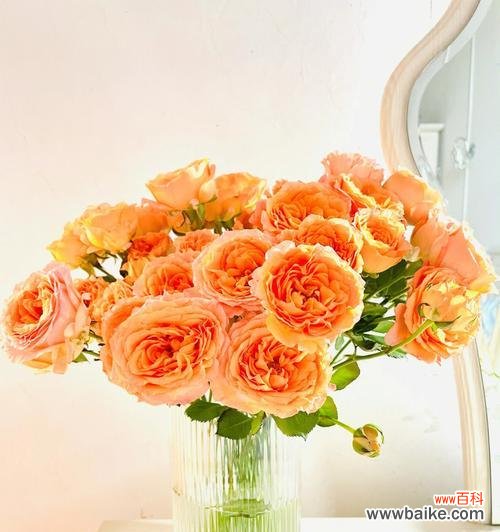 杏色花在约会中代表什么?送杏色花的寓意是什么?