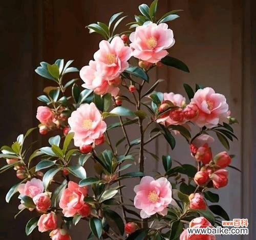 浪漫寓意的花好养是什么?这种花有什么特别的寓意?