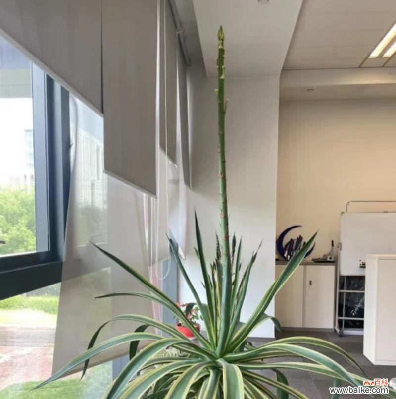 哪种花寓意保平安？如何摆放以求平安？