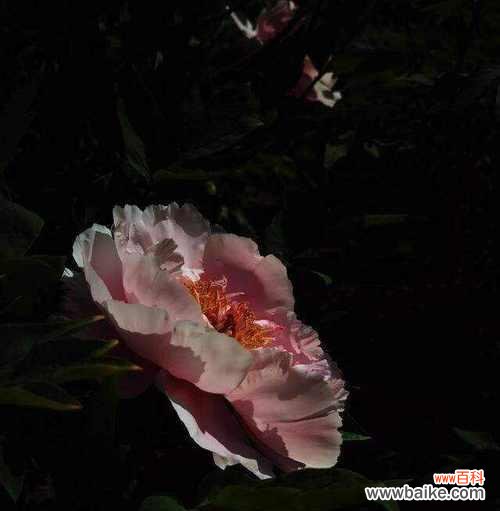 花的黑色寓意是什么?