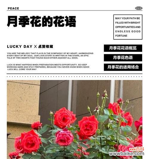 绿月季花有哪些吉祥寓意？它的花语是什么？