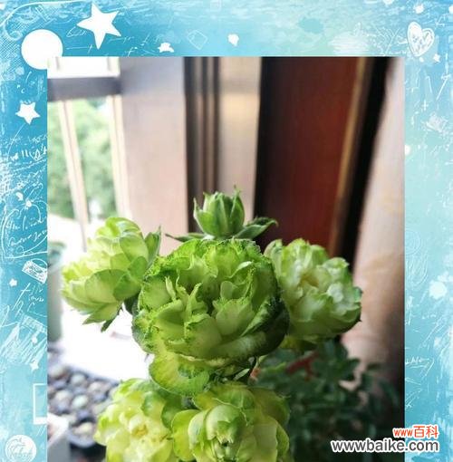 绿月季花有哪些吉祥寓意？它的花语是什么？