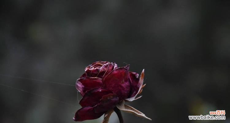 哪种花没有爱情寓意?如何选择没有特定寓意的花?