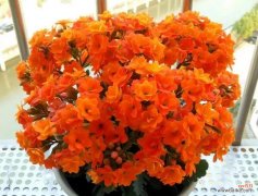 哪种花没有爱情寓意？如何选择没有特定寓意的花？