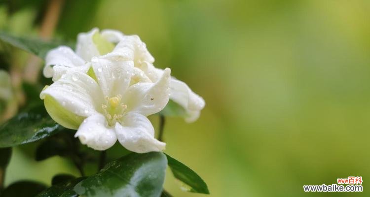 哪种花没有爱情寓意?如何选择没有特定寓意的花?