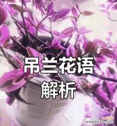 等待成功的花语是什么？哪种花代表了坚持与希望？