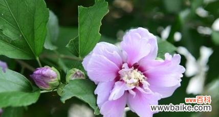 揭秘木槿花的诗意魅力 木槿花