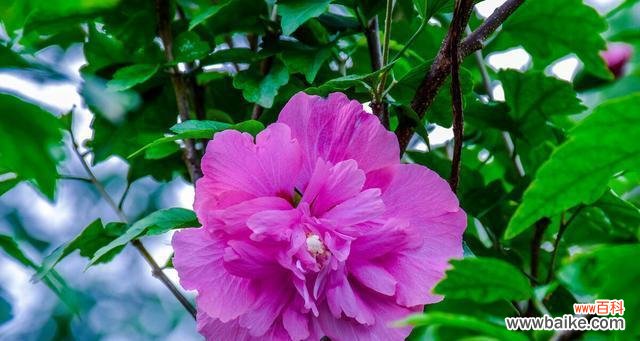 揭秘木槿花的诗意魅力 木槿花