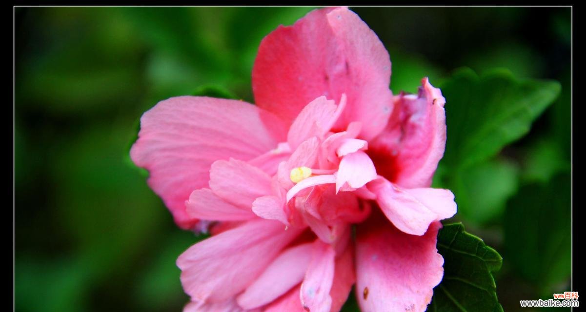 探寻木槿花的文化内涵 木槿花