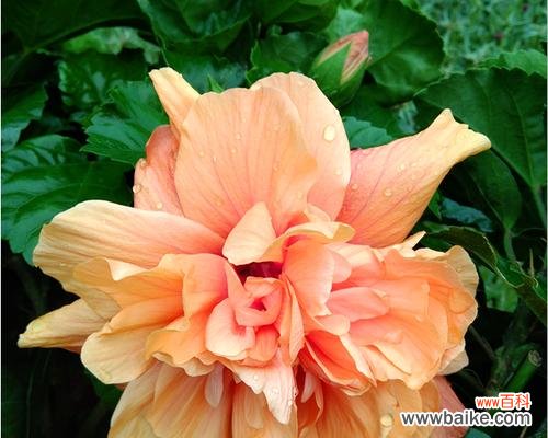 探寻木槿花的文化内涵和美学价值 木槿花的含义与象征