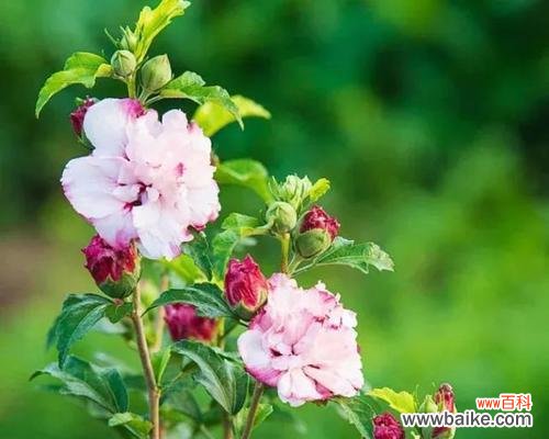 探寻木槿花的文化内涵和美学价值 木槿花的含义与象征