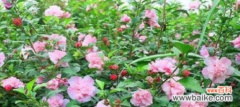 探寻木槿花的文化内涵和美学价值 木槿花的含义与象征