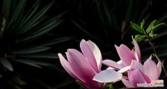 探索木兰花的花语 木兰花花语与勇气与坚持