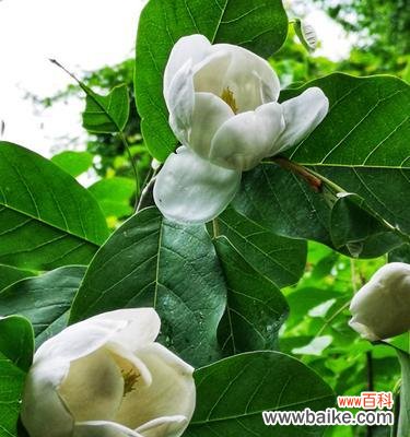 探索木兰花的花语 木兰花花语与勇气与坚持