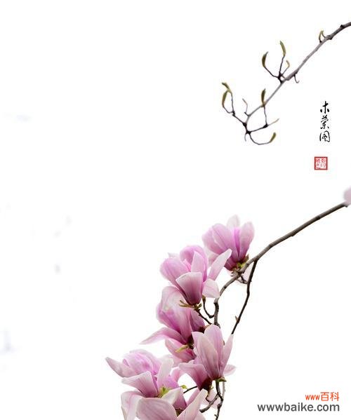 探索木兰花的花语 木兰花花语与勇气与坚持