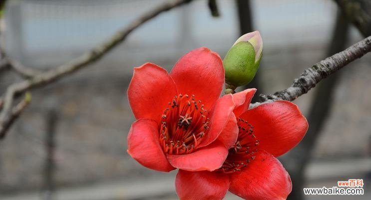 探索木棉花在文化与生活中的多重含义 木棉花的象征意义及寓意解读