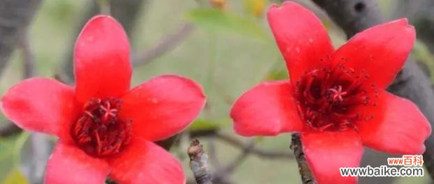 热情奔放的木棉花 木棉花的花语——热爱和自由