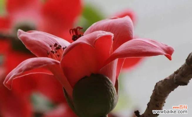 热情奔放的木棉花 木棉花的花语——热爱和自由