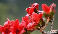 木棉花 广州市花木棉花的花语与寓意