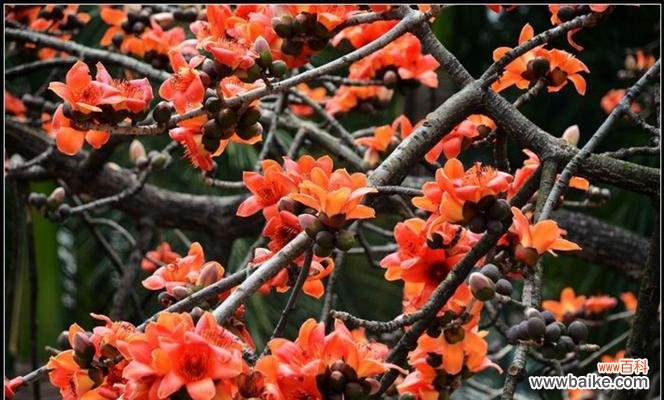 了解木棉花的象征意义和内涵 木棉花的花语及其寓意