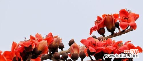 木棉花花语及适合送的人群解析 以木棉花为寓意的礼物，送给那些特别的人